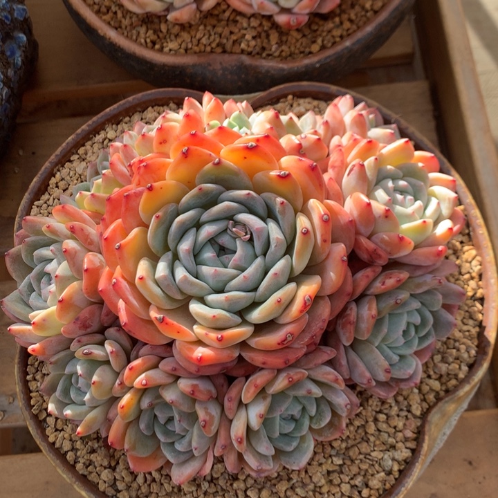 厚梦啦啦啦啦啦啦啦