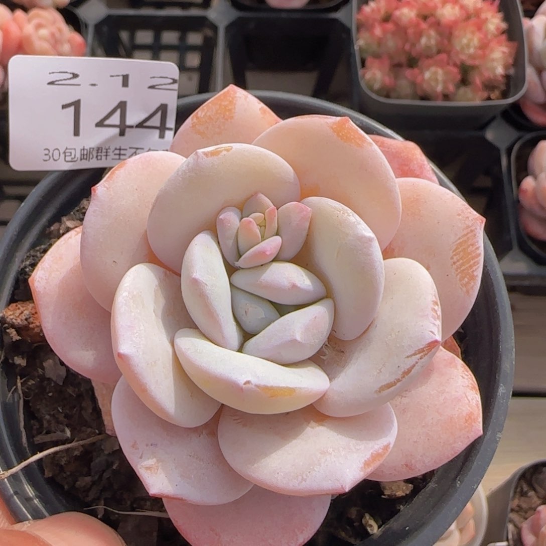 丸叶雪莲单头老桩