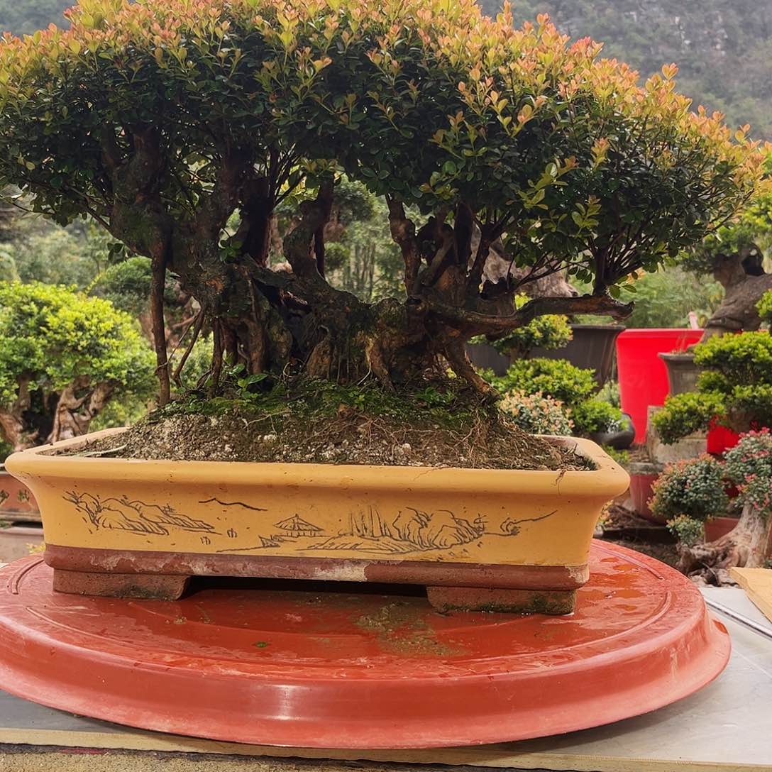 无花朵盆栽植物精华盆栽植物