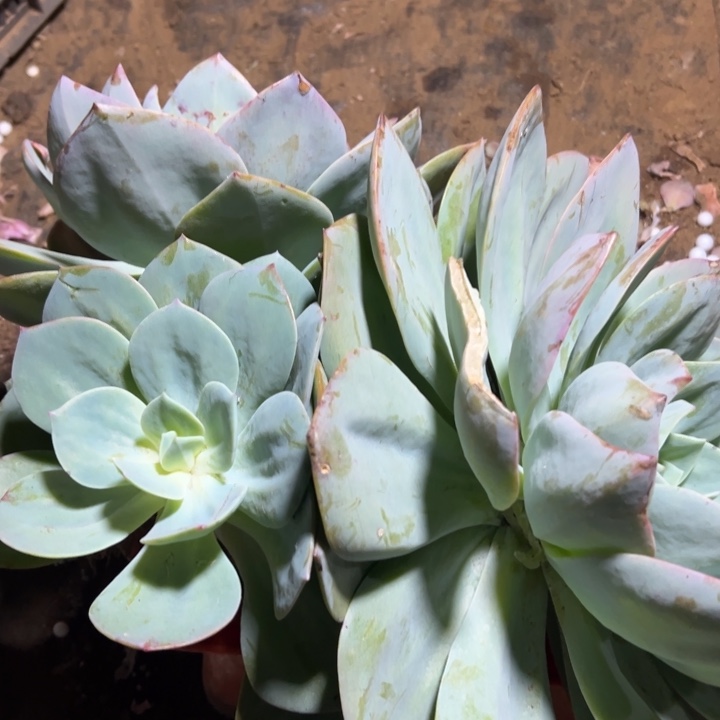 思****地栽瑕疵大白凤一棵叶片断了几片（不售后）
