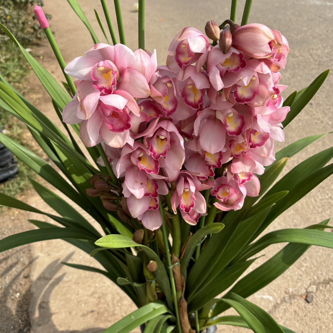 浅粉---大花蕙兰盆坏不售后品种混发介意勿拍）