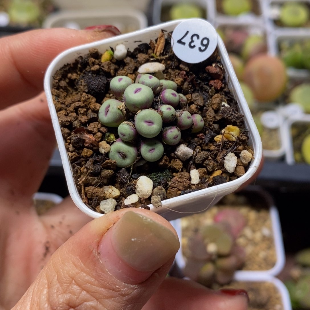 啬*花小红嘴16头（多肉植物637