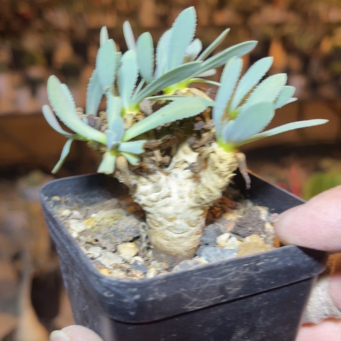 实生刨花厚敦菊一物一拍