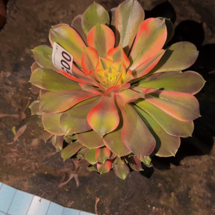 005香妃多肉植物不售后