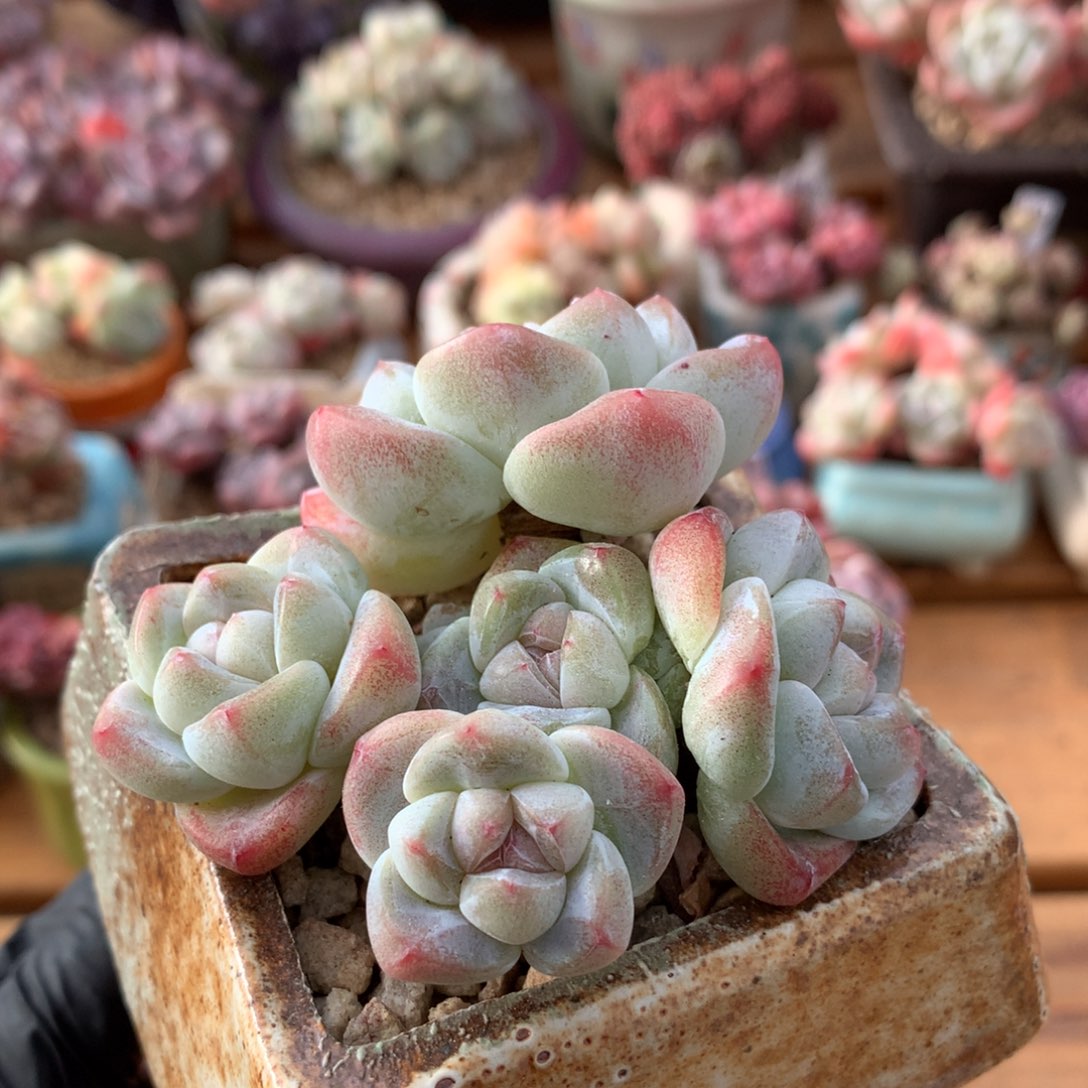 冰玉一物一拍 009