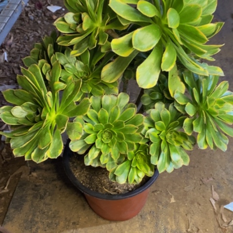 虞姬多肉植物6512