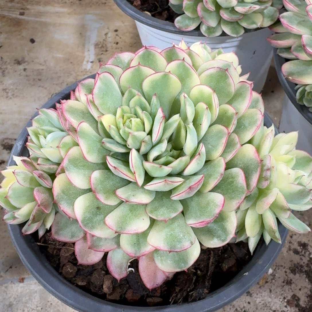 梦幻玫瑰锦多肉植物