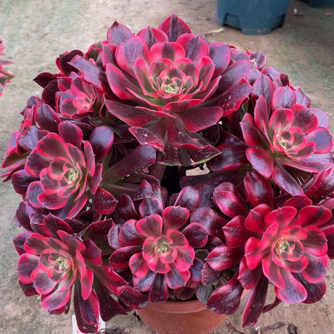 817凤冠精品法师多肉