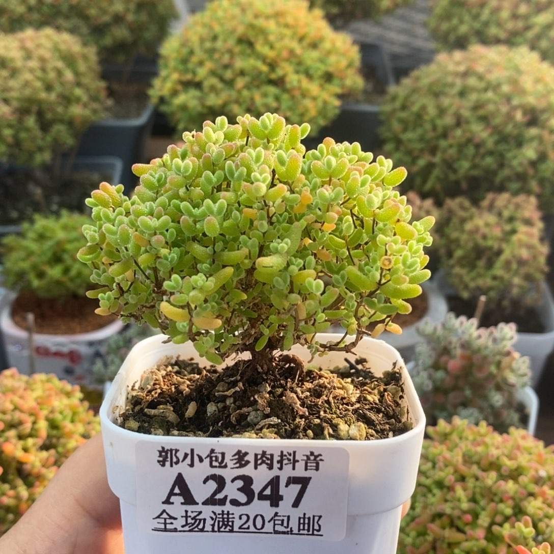 蜜橘糖球2347枝干番杏