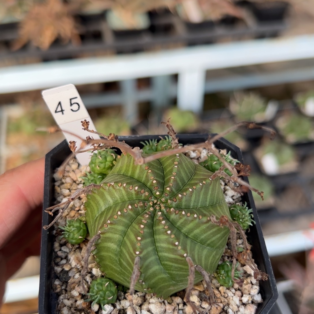 实生法利达大戟 脱土发货的