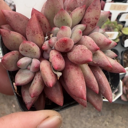 287桃花源缀多肉植物多