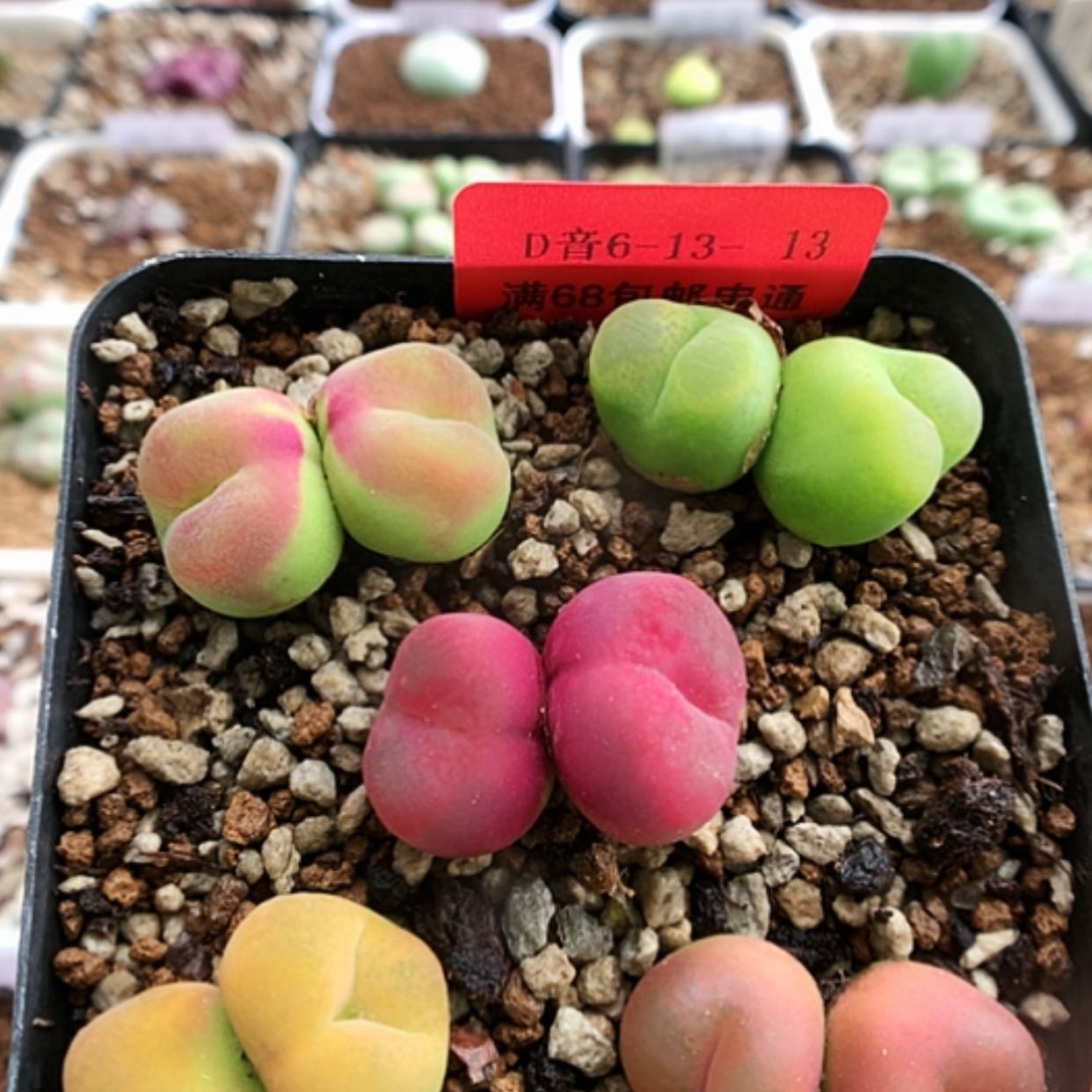 【闪购商品】6-13-13 毛汉尼一盆 35