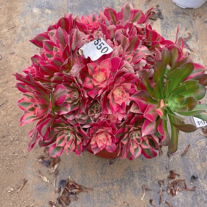 多肉粉女巫阴阳法师550