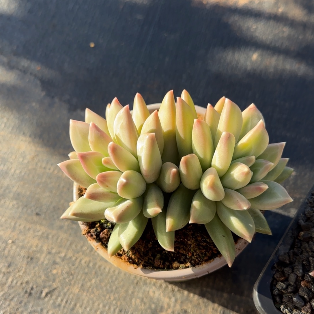 别***娘别姑娘姐姐多肉植物