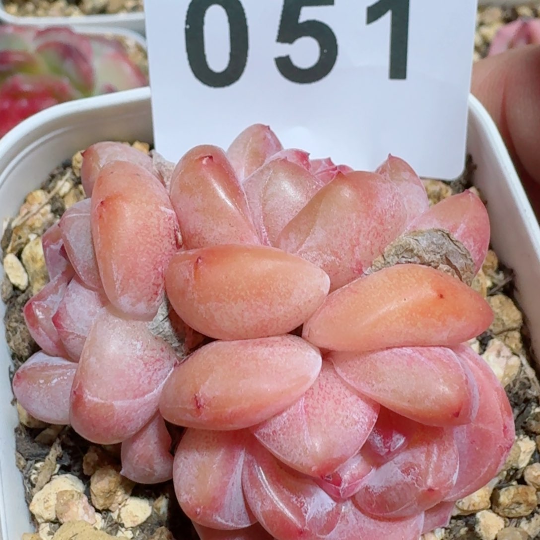 周*刚毅         精品多肉