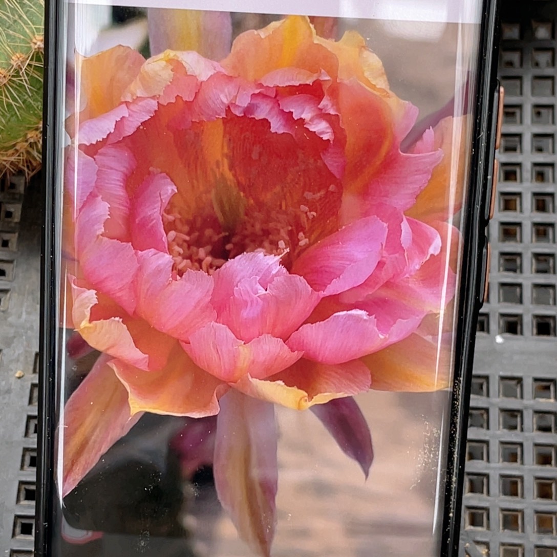 彩草 Y47侧芽 歪 满20包邮5公分