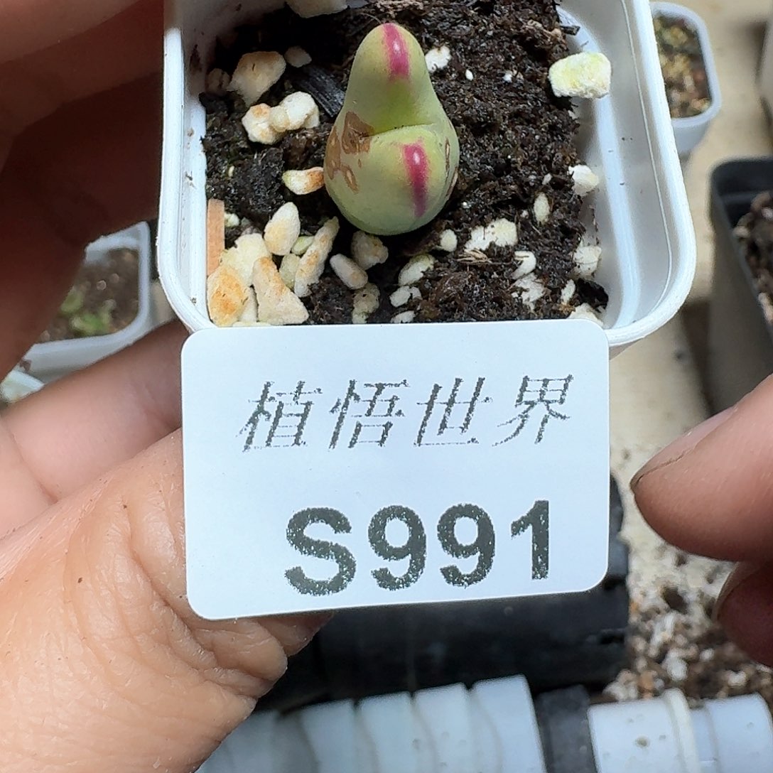 991号多肉植物哇c f