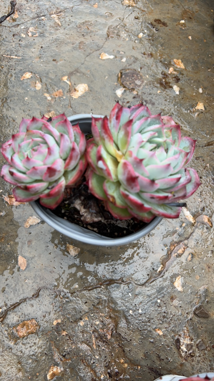 法兰西玫瑰多肉植物盆栽（全场凑单满9元包邮。