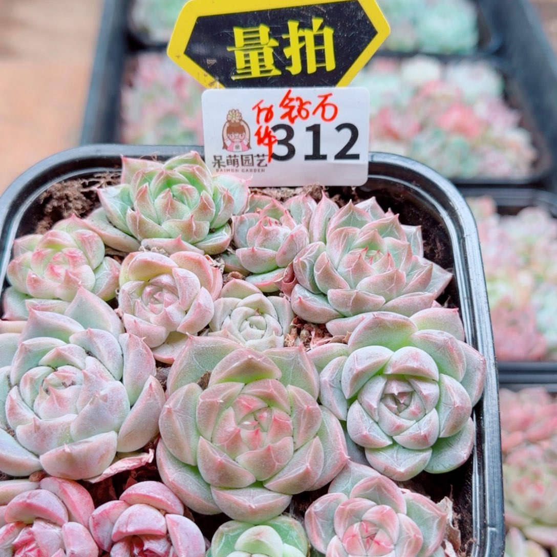 多肉植物多肉植物