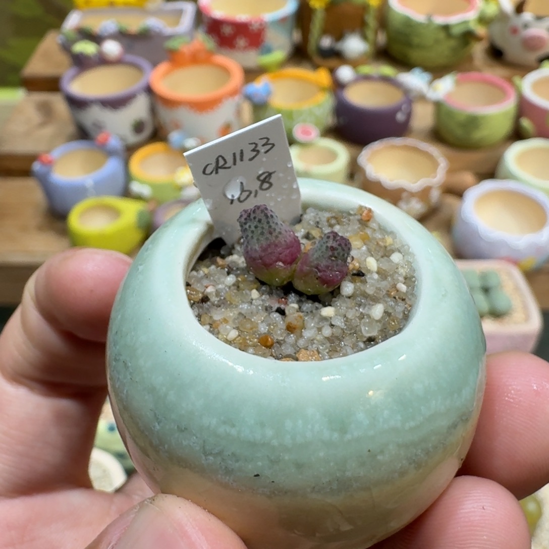 蘑菇1134原始斑马多肉植物