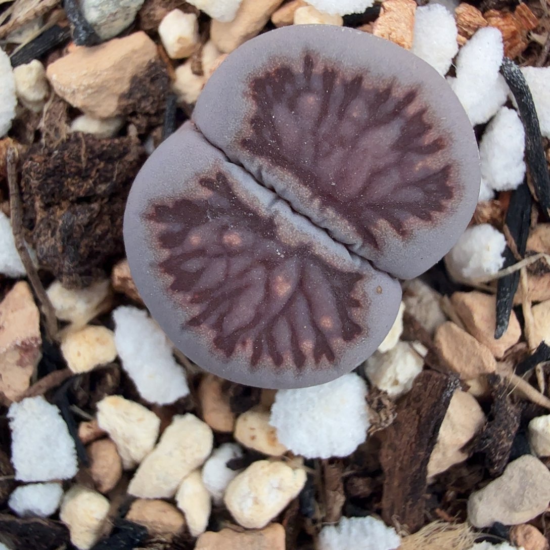 我就去看看她家门口490你