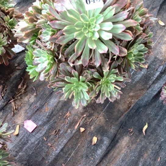俊*多肉植物粉黛643