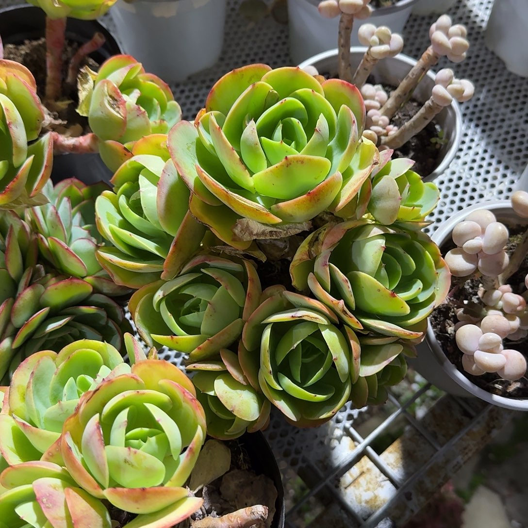 鸡蛋碧桃多肉植物