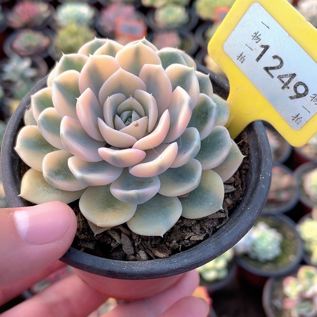 1249号多肉植物汉堡锦