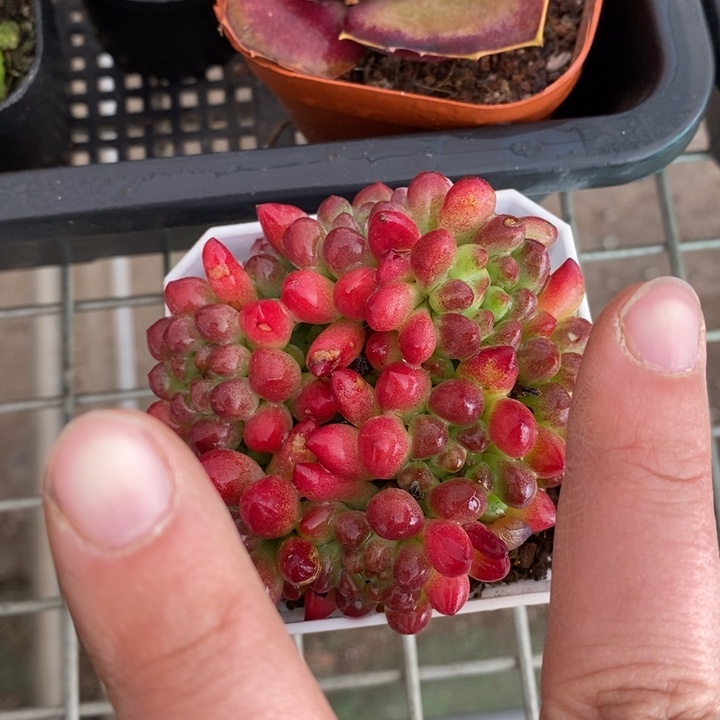 伯克利和格兰的故事是一