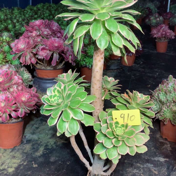 910大叶绿玫瑰多肉一物一拍～