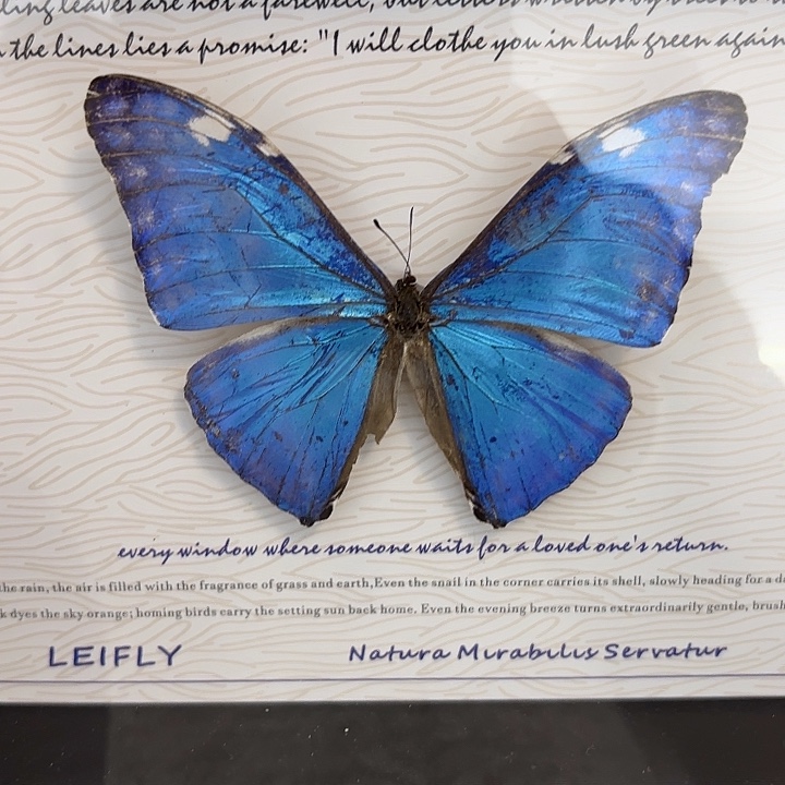 1***1蝴蝶标本定制410@