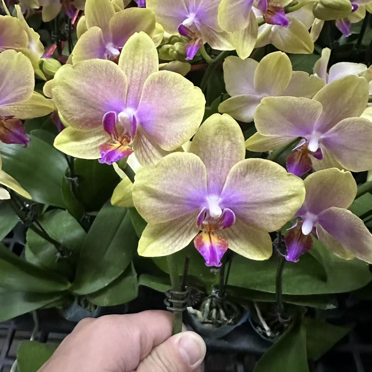 蝴蝶兰【香冠】单花剑  室内花花 懒人好养 广州基地直发