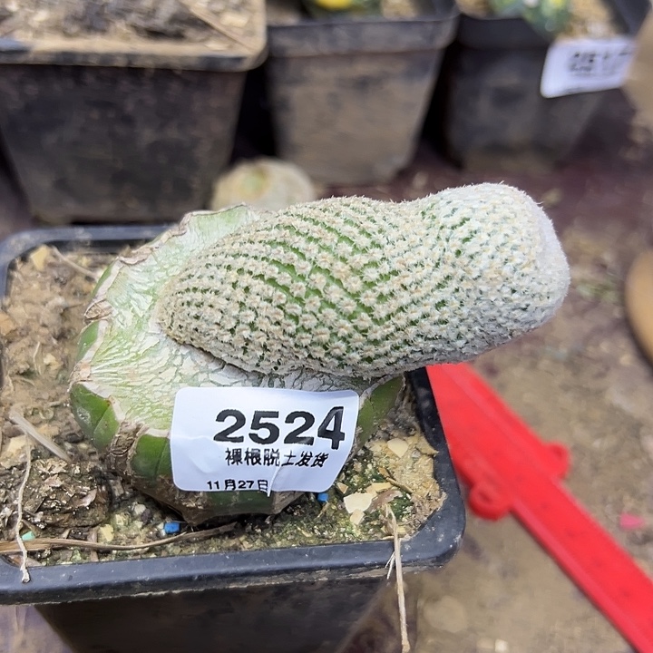 2524号草球嫁接精巧丸