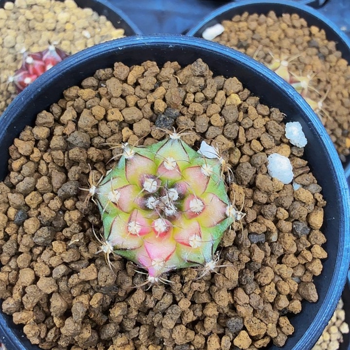 当前无花朵，栽培后可花朵