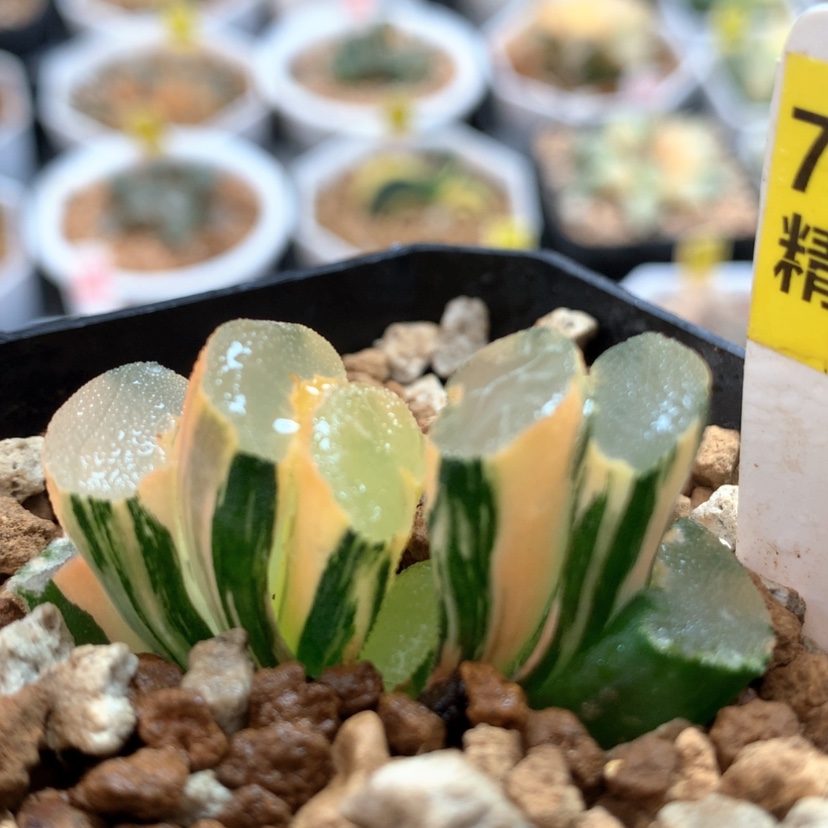 【闪购商品】796大绳玉扇