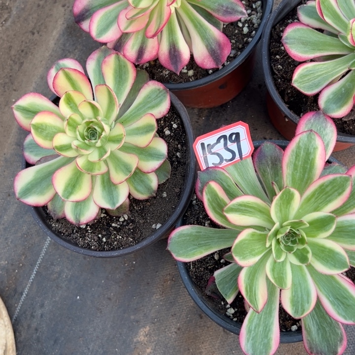 多肉植物1539不售后