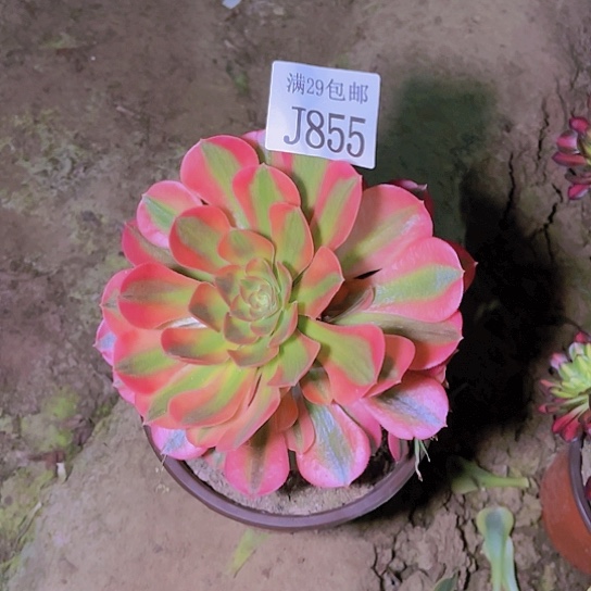 855维纳多肉植物