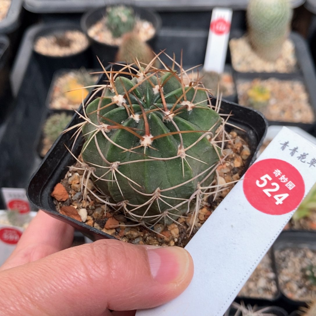狂风丸一颗仙人球