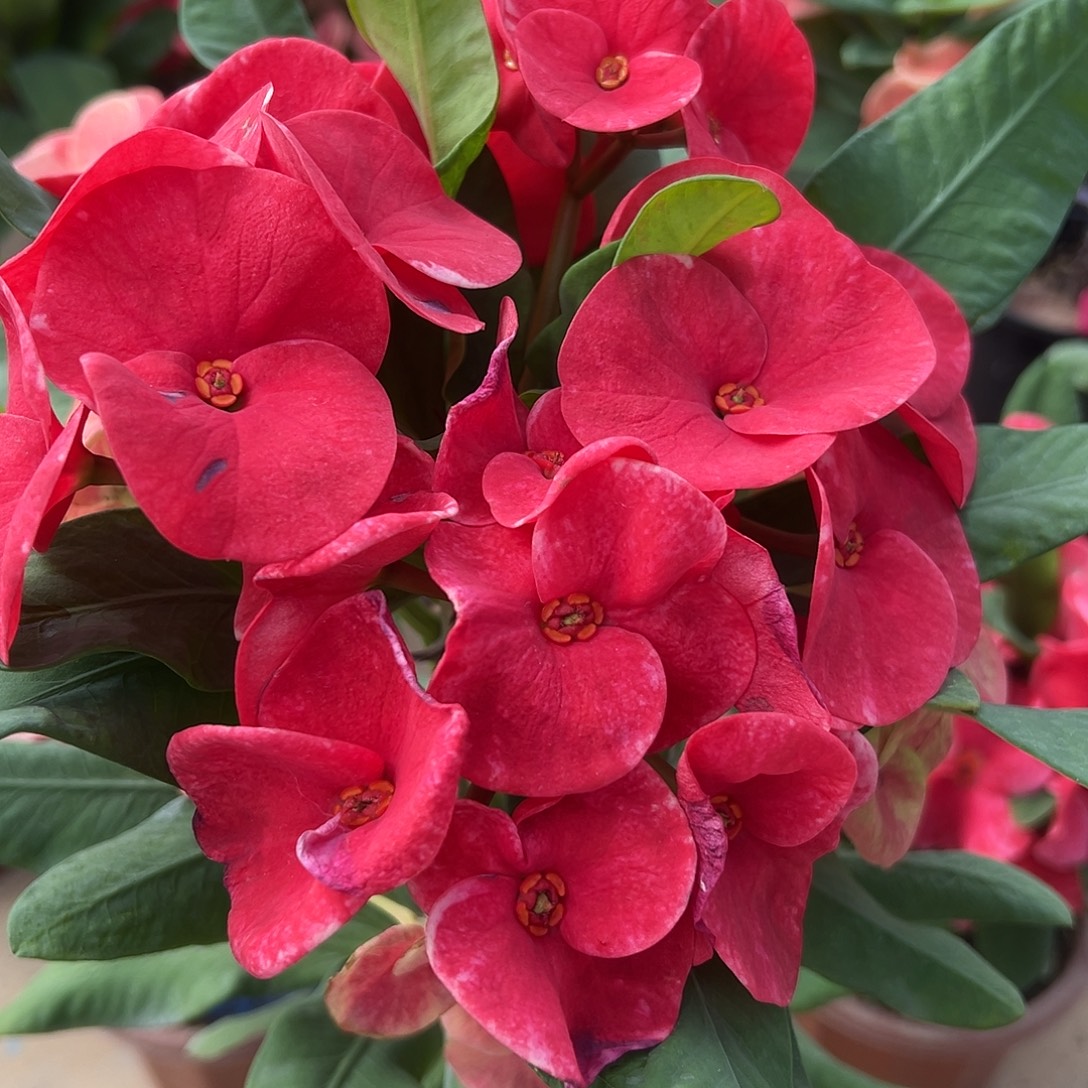 幸运女神泰国大花虎刺梅