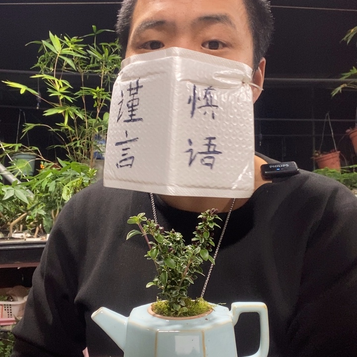 鱼***疤以实际为准盆景绿植盆栽68