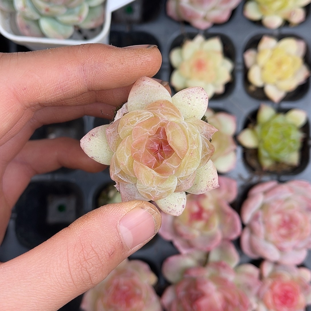 多肉一物一拍29-154