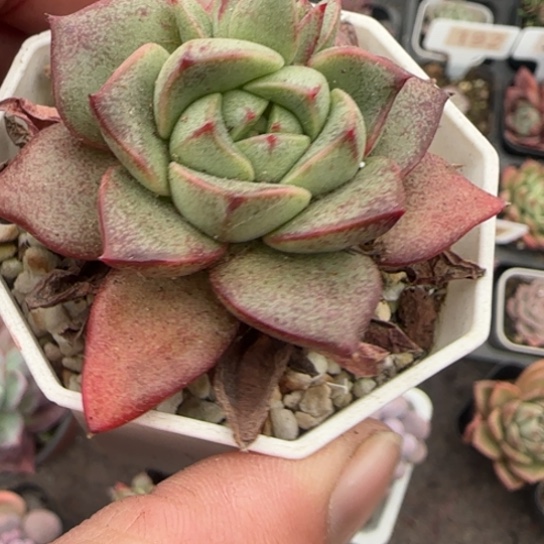 113百合锦杂多肉植物多