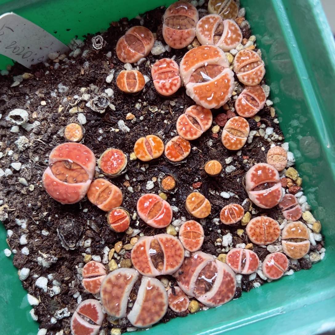 【闪购商品】1137……