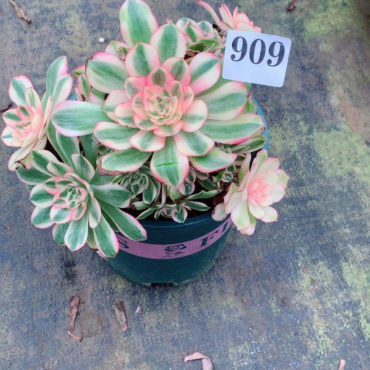 6****人多肉植物荔枝909