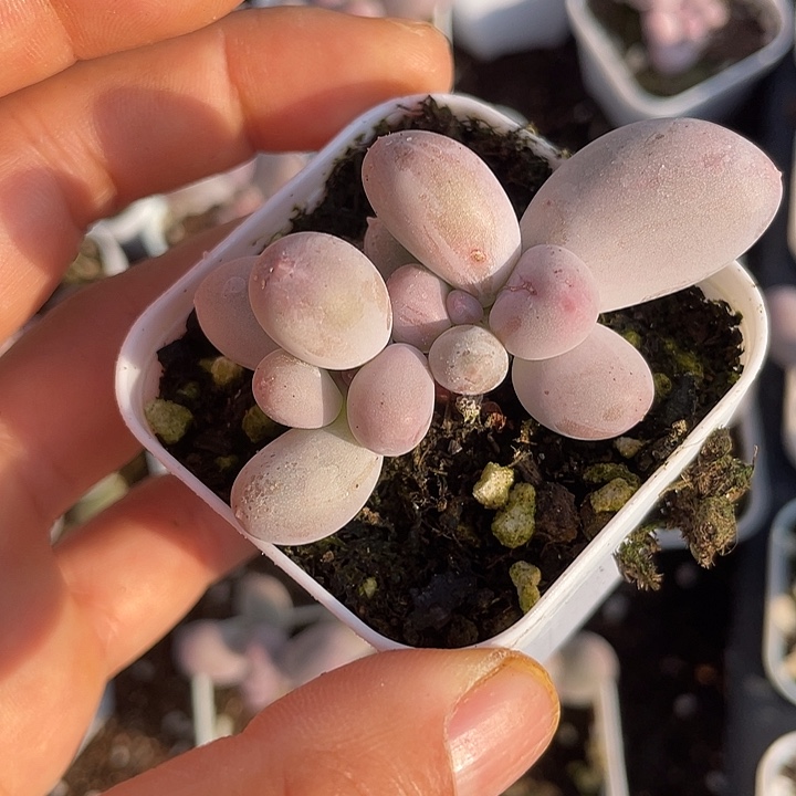 一物一拍满18包邮