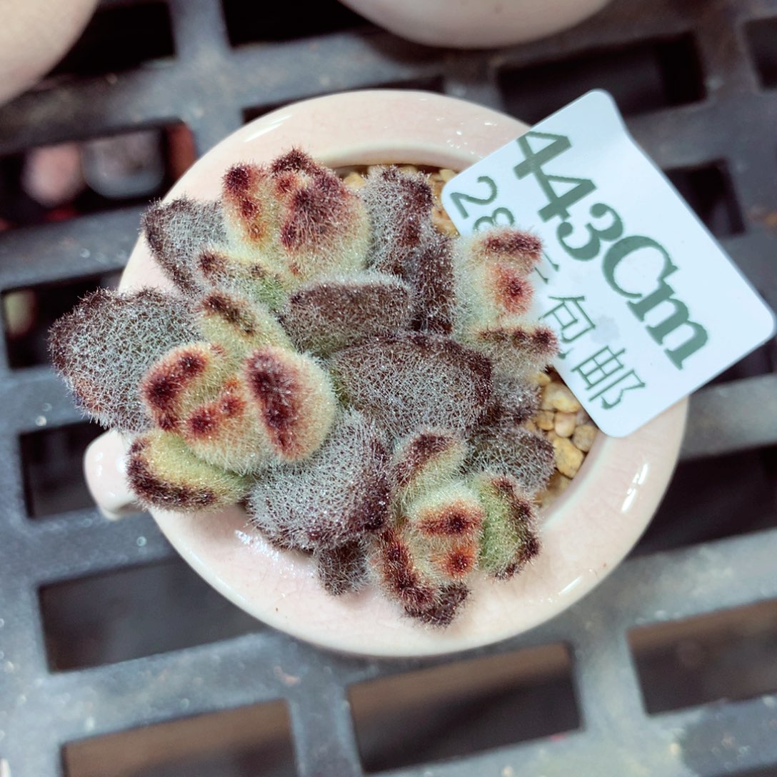 5厘米盆精控多肉443