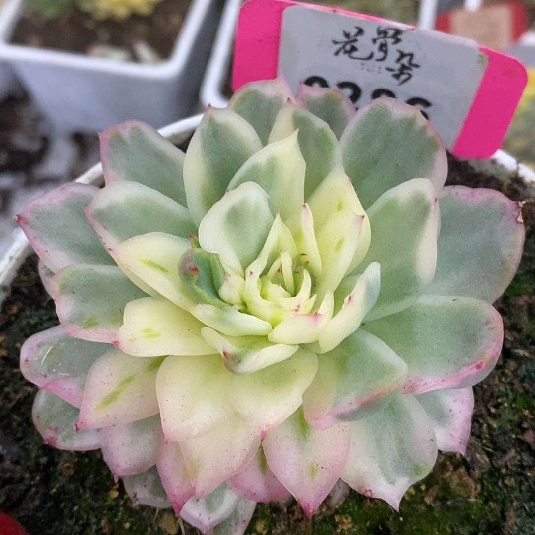 286仙影哈哈高高挂起