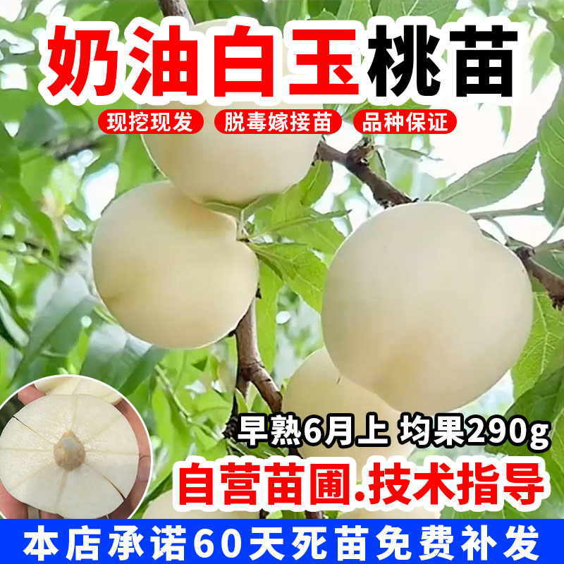【高档新品种】奶油白玉桃树苗一号免套袋6月成熟盆地栽南北方种植
