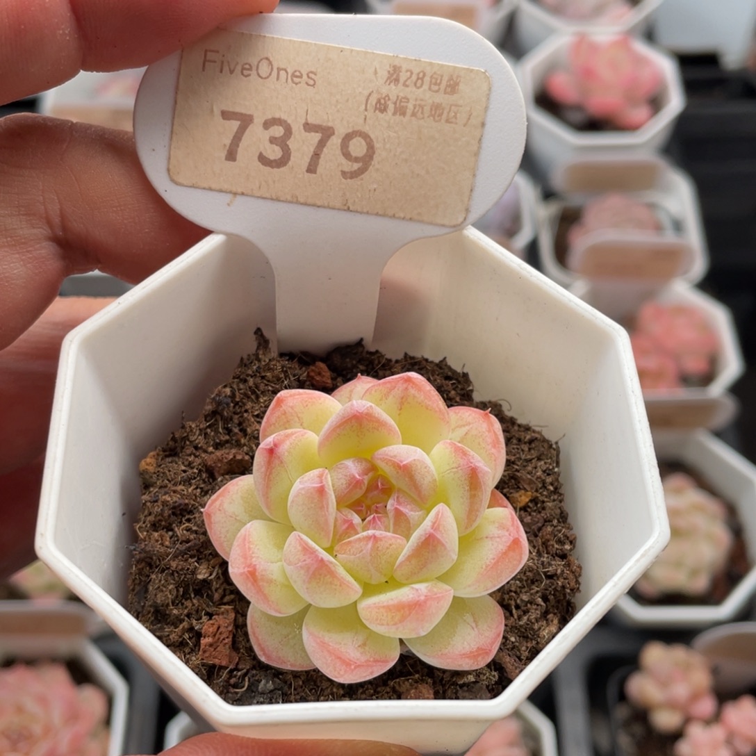 美梦7379-4.0厘米