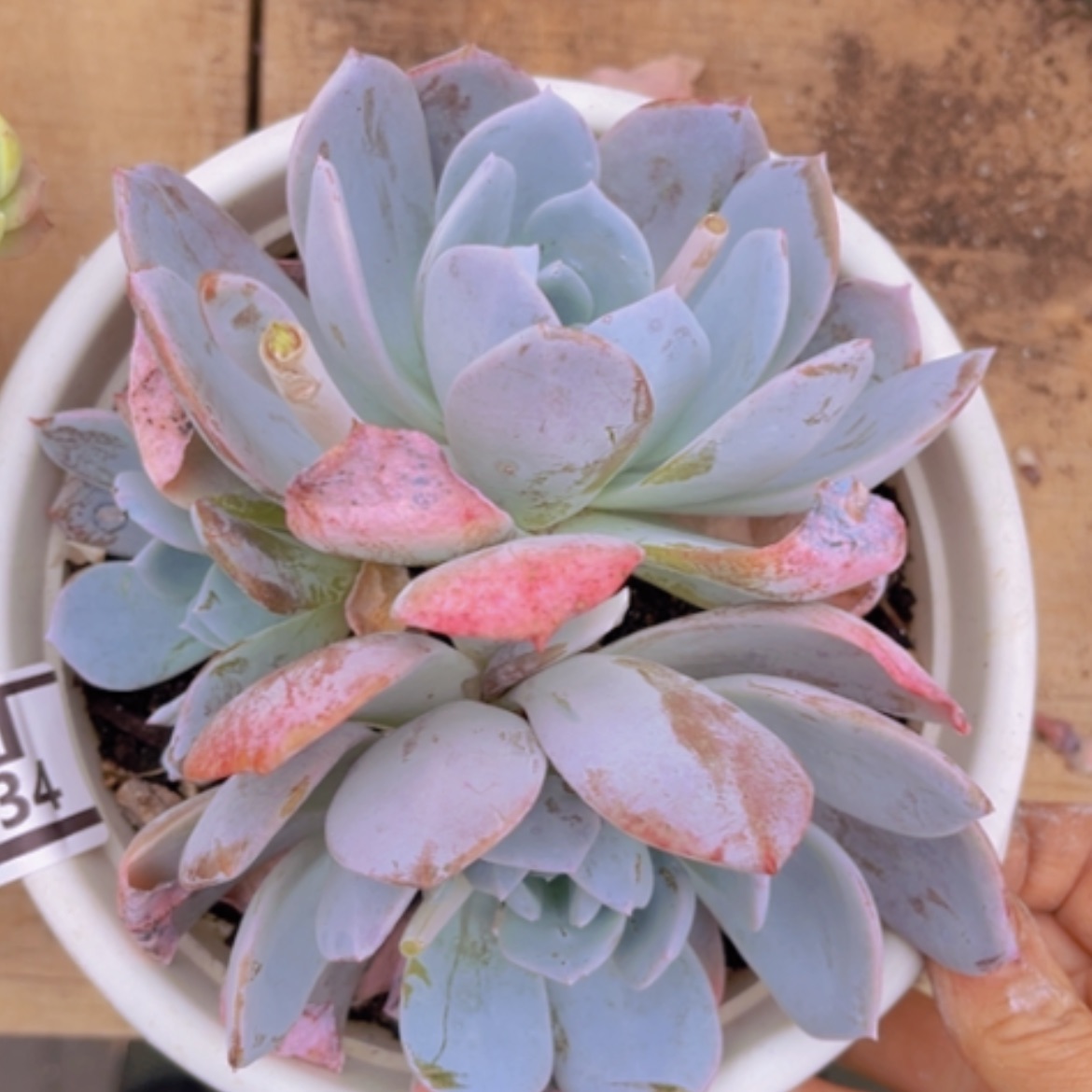 【闪购商品】白茶28134